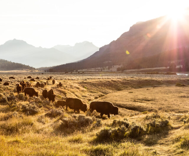 National Park Foundation Receives $100 Million Grant